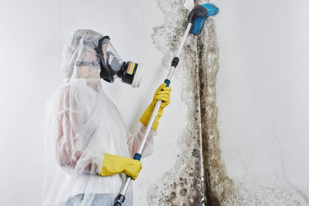 Best Attic Mold Removal  in Kentwood, MI