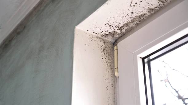 Best Mold Damage Repair  in Kentwood, MI