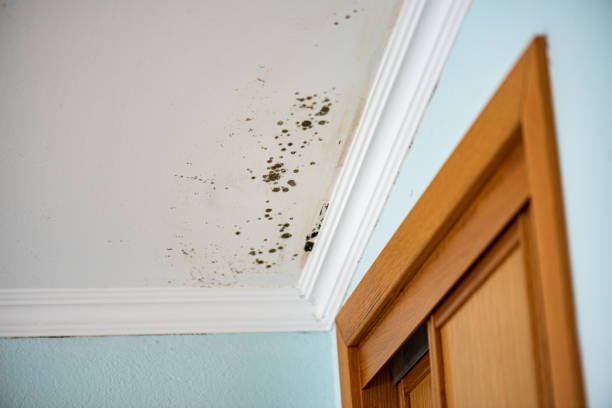 Mold Removal Process