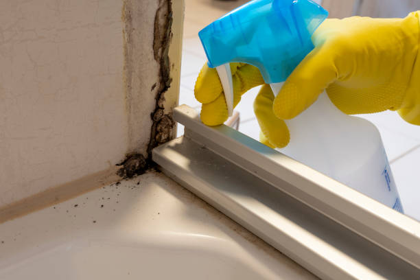 Best Mold Cleaning Services  in Kentwood, MI