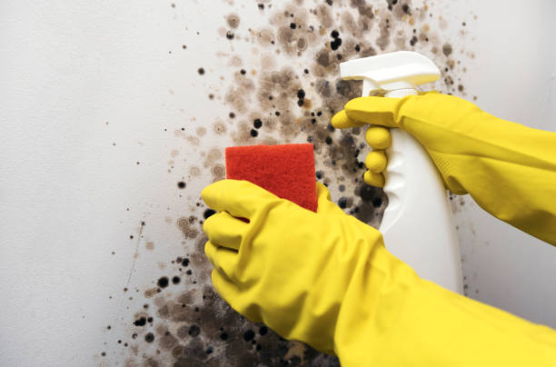 Best Best Mold Removal Companies  in Kentwood, MI