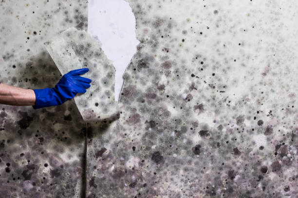Best Same-Day Mold Removal  in Kentwood, MI