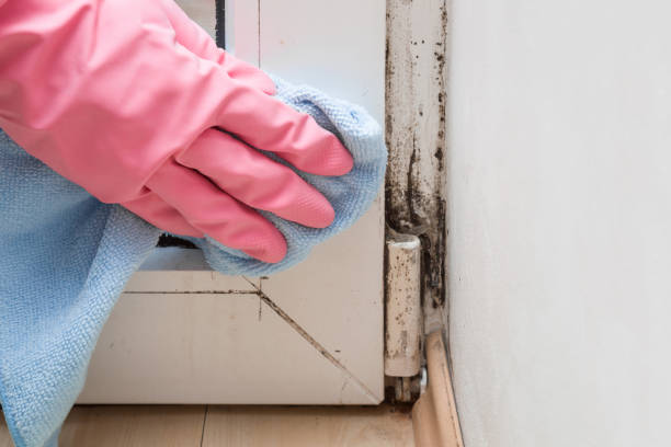 Best Residential Mold Removal  in Kentwood, MI