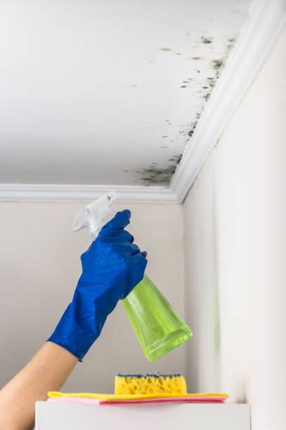 Best Mold Removal Company Near Me  in Kentwood, MI